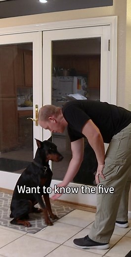 5 Training Tip to Unlock Your Doberman's Potential! #dobermantraining #dobermantrainingtips #dobermanpinscher #doberman #dobermanplanet