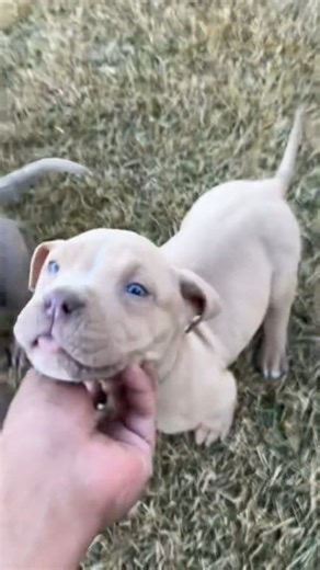 18 reactions | Pitt Bull so adorable baby ❤️殺 #pittbull #pittbullterrier #americanpittbullterrier #pittbulllovers #pittbullpuppy #pittbullmix #pittbulltraining #pittbulldog #dog #doglover #pittbulllove #pittbullfan #pittbullfamilly #pittbull | American Pit Bull Terrier | Facebook