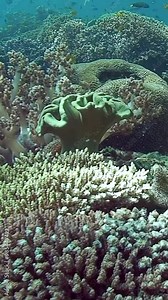 Marvel at intricate beauty of coral formations nestled on seabed, showing vibrant colors and diverse marine life, hidden treasure waiting to be discovered beneath waves of South Pacific.