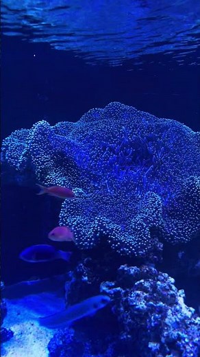 Exploring SEA LIFE Sydney Aquarium 🐠 | Best Marine Adventure in Darling Harbour 2025!