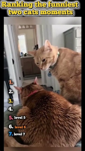 Ranking the Funniest Two Cats Moments! #shorts #ranking #funny #cat #pets
