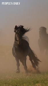 11K views · 683 reactions | "Coming at you like a dark horse"! A dazzling, black horse galloped ahead of other horses, flaunting its mighty physique and shiny mane that sways gallantly with the wind. | People's Daily, China | Facebook