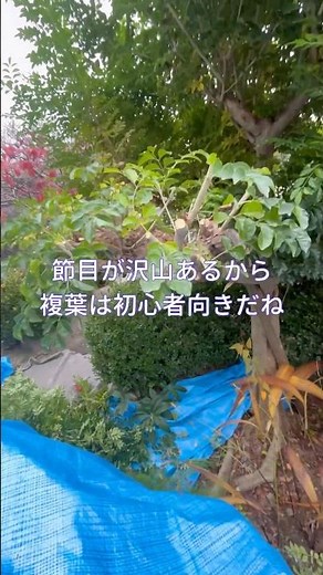 剪定初心者向きなシマトネリコをコンパクトにしてみた#庭師のVlog #一級造園技能士
