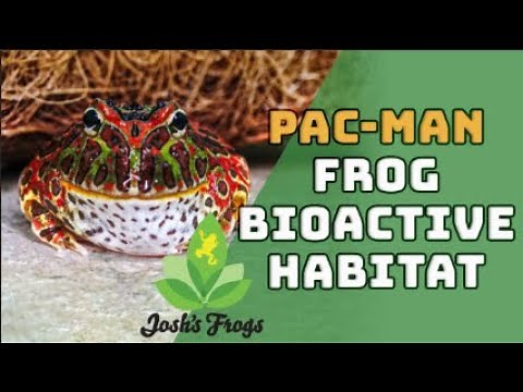 A Bioactive Build for Your Pac-Man Frog
