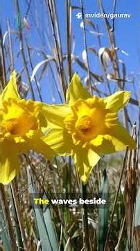 i wandered lonely as a cloud by mr. william wordsworth #interviewpreparation#englishliterature