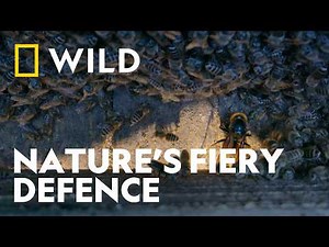 Bees Take on Hornets in an Battle for Survival | Secrets of the Bees | National Geographic WILD UK