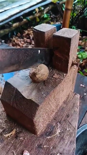 Automatic Coconut Cutting Machine Fast & Powerful #shorts