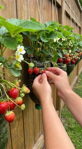 morango em garrafa pet #plantas #frutas #dicas