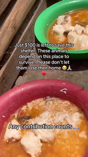 Donation link in bio - Every bit is counts🙏🏼❤️#trending#fyp#viral#youtubeshorts