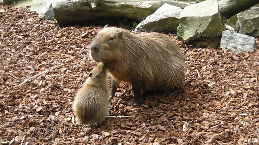 Capybara : taille, description, biotope, habitat, reproduction