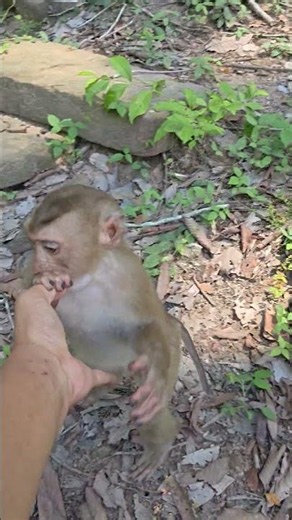 🐵🧠 This monkey is smarter than most people think! Watch till the end and be amazed.
