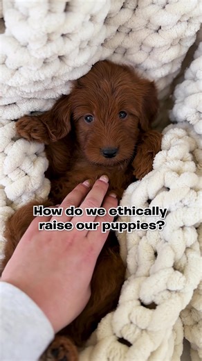 This is what ethical breeding looks like to us 🤍#responsiblebreeder #breeder #dogbreeders #responsiblebreeding #dogtrainer