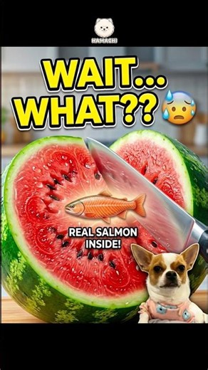 This watermelon cut gets… WEIRD 💀 | EP. 15 #cutedog #puppy #chihuahua #pets #shorts