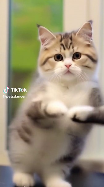 Cute Cat Dance Compilation