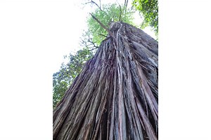 Cedar: The tree with great demand, from Africa to Europe and Americas