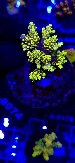 ⚡💛 Acropora Cytherea Pikachu Matecznik WYSIWYG #A0074 | Kingdom of Corals