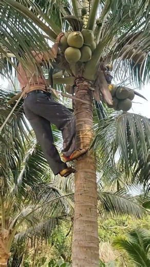 Setting Up a Rope Anchor in the Treetops, the Safe Way to Lower Coconuts to the Ground