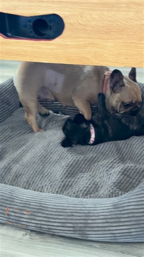 9.6K views · 312 reactions | Astral et sa moumoune 﫶 | Élevage du Bois d’athée | Facebook