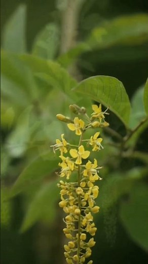 Golden Chain Tree 🌼 | Amazing Hanging Yellow Flowers | Nature Beauty #shorts