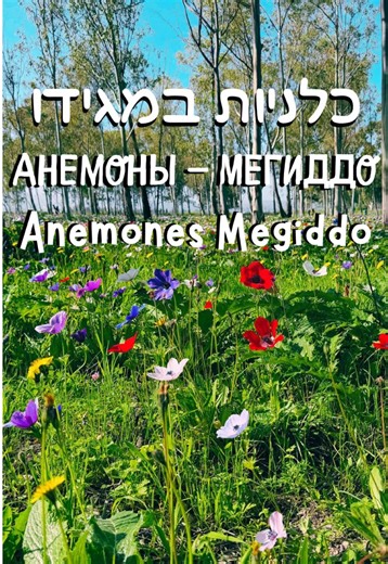 ⁨\t⁨\t⁨\tהטבע הישראלי בשיאו אין חורף בלי כלניות תזדרזו, זה לא נשאר להרבה!!!⁩ Природа Израиля во всей красе Зима без анемонов — не зима Поторопитесь — это ненадолго⁩⁩ #כלניות #anemone #פריחה