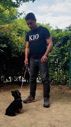 🔥Bienvenue dans le mouvement K10🔥 Une nouvelle vision du chien de travail👁️ Qui démontre que le travail et le dressage ne sont pas réservés aux chiens dits de "travail"☝🏻 ✨Une preuve que le vrai potentiel n’a pas de pedigree.✨ C’est l’envie de travailler ensemble, de se dépasser, de surprendre. Peu importe la race, la taille, le passé; tout chien peut apprendre et briller. Veux tu faire partie de ceux qui croient que l’ordinaire peut devenir exceptionnel ? #k10 #k9 #york #educationcanine #yo