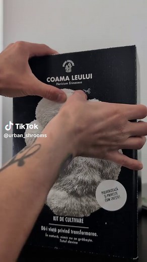 How to Grow Lion's Mane Mushrooms at Home