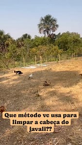 15K views · 216 reactions | Conta pra nós como vcs fazem esse processo de dissecar a carne restante da cabeça do javali?? . . | Brutos Do Java | Facebook