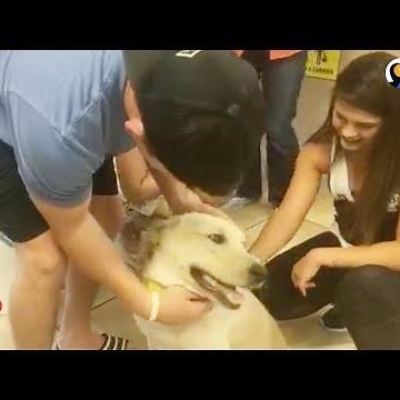 Missing Dog Reunited With Family After Car Accident | The Dodo