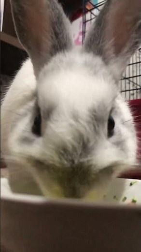 Bunny washing its face after a delicious meal. Cute animal video