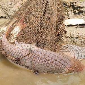 Cast Net Fishing - Big Fish Hunting By Cast Net - Fishing With Beautiful Nature (Part-12) #fishing #netfishing #fishingvideo | Fishing 24