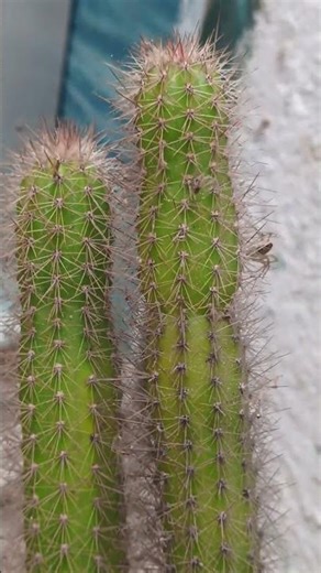 columnar cactus🌵🎍🔥#yt#shorts#viral#videos#🤫🤭viralplzz🤔