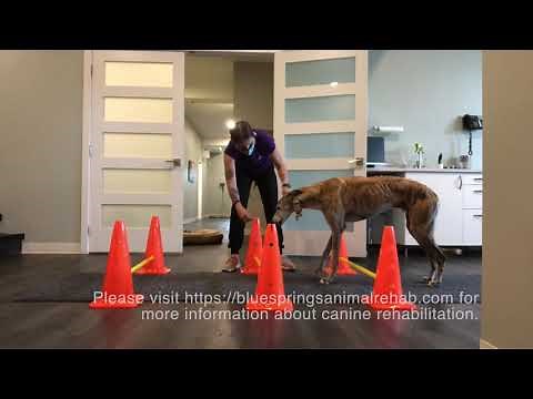 Canine Therapeutic Exercises: Cavalettis (walking)