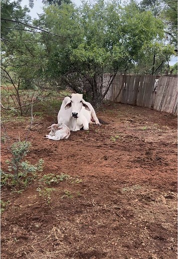 Day in the Life of a Farm Girl: My First YouTube Vlog