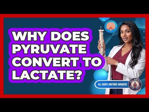 Why Does Pyruvate Convert To Lactate?
