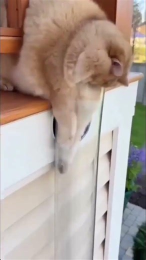 Cats Really Think They’re Liquid… PROOF 😂