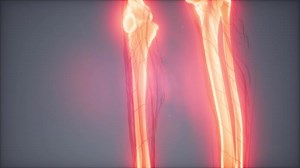 Transparent Human Body with Visible Bones