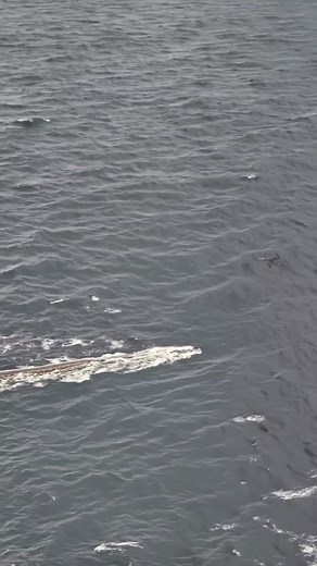 121K views · 575 reactions |  BREAKING: Gigantic Sea Serpent Emerges Off Norwegian Coast Fishermen Capture Terrifying Encounter on Camera A massive, jetliner-sized serpent surfaced near local fishing vessels today, sending shockwaves through coastal communities. Experts are baffled by the creature’s size and origin. Watch the jaw-dropping footage that has everyone talking. #SeaSerpent #NorwaySighting #OceanMystery #CryptidEncounter #ViralFootage #foundfootage | Night TerrorZzz | Facebook
