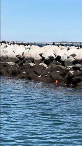 Double-crested Cormorants Provincetown Breakwater Sea Birds Nesting