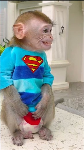 Funny monkey videos #funny #fun #monkeyfunny #funnyvideos #babyfunny