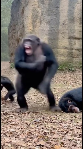 Chimp With a Torch Burns His Dad — Dad Loses His Mind 😂🔥