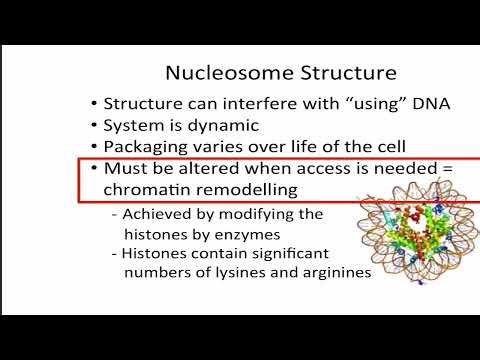 Nucleosome