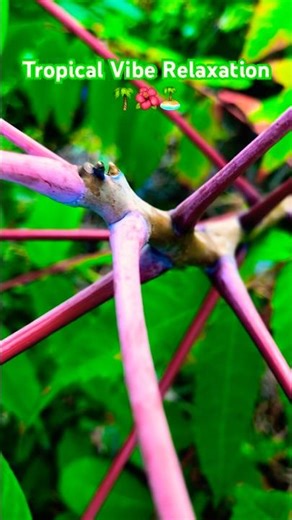 Tropical Vibe Relaxation 14 🌴🌺🏝️ #tropical #vibe #relaxation