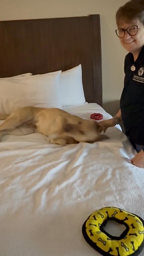 14 reactions | Living With a Guide Dog on Reels | Facebook