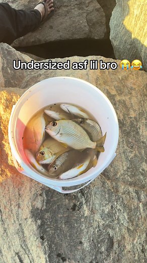 Brockfisho's Undersized Asian Fish: Day 1