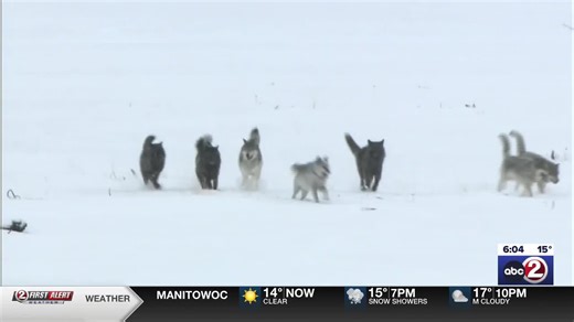 Wisconsin Cattlemen’s Association, wildlife advocates react to delisting of the gray wolf