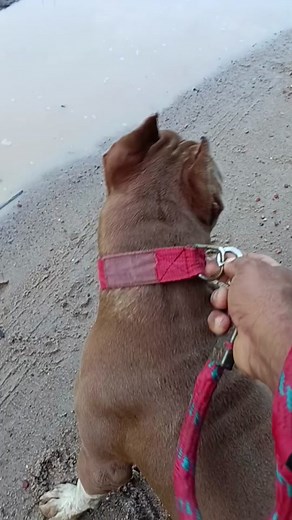 Confrontation with a Pet Bull - Part 2