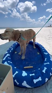 1.1M views · 10K reactions | Officially leveled up from the baby wind blower machine  to the big boy blow dryer ✅ | Maui.Goldenboy | Facebook