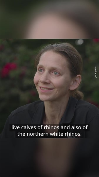 4.1K views · 165 reactions | A white rhino was impregnated through embryo transfer in the first successful use of a method that conservationists said might later make it possible to save the nearly extinct subspecies. | DW News | Facebook