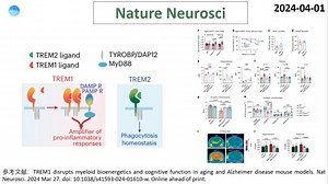 Nature Neurosci—神经免疫研究重磅：科学家揭示TREM1驱动衰老和AD相关的髓系生物能量代谢和认知功能损害