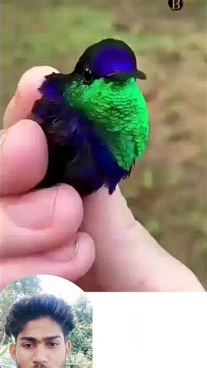 "The Smallest Bird in the World | Bee Hummingbird"#hummingbird #bird #world #smallest